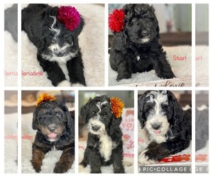 Bernedoodle Litter for sale in CLEVER, MO, USA