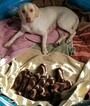 Small Photo #1 Labrador Retriever Puppy For Sale in CALERA, OK, USA
