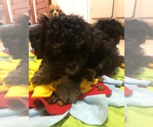 ShihPoo Litter for sale in ZANESVILLE, OH, USA