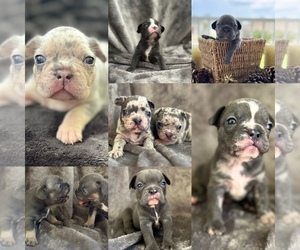 French Bulldog Litter for sale in TALLAHASSEE, FL, USA