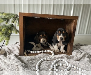 Basset Hound Litter for sale in ROBESONIA, PA, USA