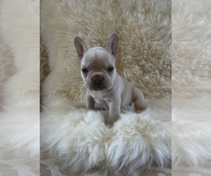 French Bulldog Litter for sale in HIGHLAND, CA, USA