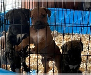 Cane Corso Litter for sale in FAYETTEVILLE, NC, USA