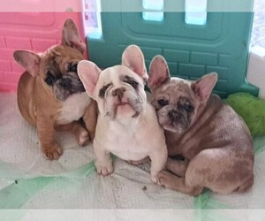 French Bulldog Litter for sale in SWANSBORO, NC, USA