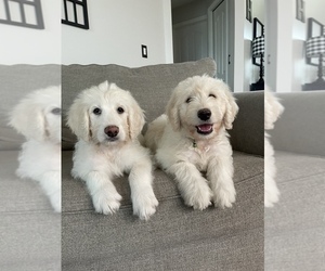 Goldendoodle Litter for sale in PLANT CITY, FL, USA
