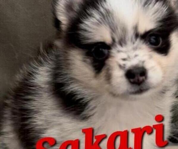 Medium Photo #1 Pomsky Puppy For Sale in PEKIN, IL, USA