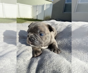 French Bulldog Litter for sale in FORT MYERS, FL, USA