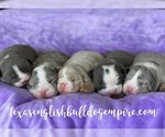 Small Photo #1 Bulldog Puppy For Sale in CYPRESS, TX, USA