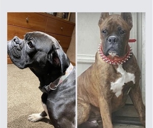Boxer Litter for sale in DAYTON, OH, USA