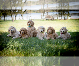 Poodle (Standard) Litter for sale in MONTELLO, WI, USA