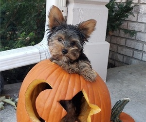 Yorkshire Terrier Litter for sale in MINNEAPOLIS, MN, USA