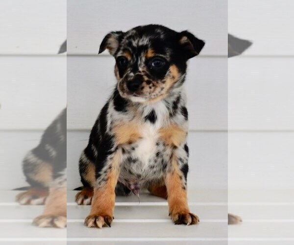 Medium Photo #1 Chiweenie-YorkiePoo Mix Puppy For Sale in NAPPANEE, IN, USA