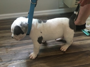 American Bully Litter for sale in ENGLEWOOD, CO, USA