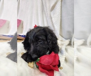 Goldendoodle Litter for sale in CHATFIELD, MN, USA