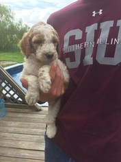 Poodle (Standard) Litter for sale in THOMPSONVILLE, IL, USA