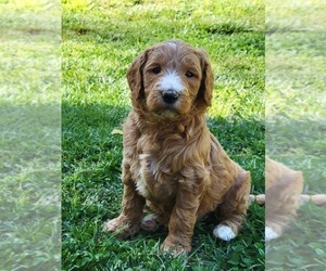 Goldendoodle Litter for sale in RUTHERFORDTON, NC, USA
