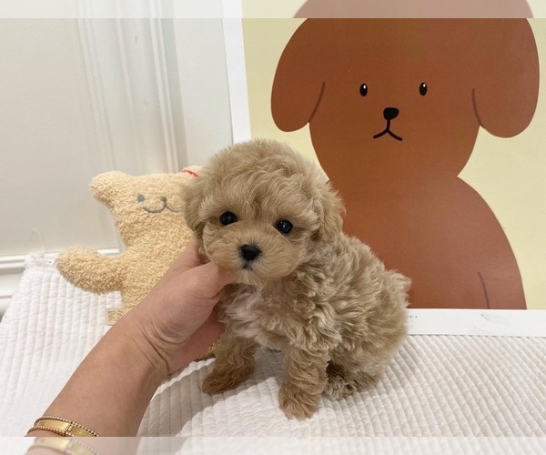 Medium Photo #1 Poodle (Toy) Puppy For Sale in REDLANDS, CA, USA