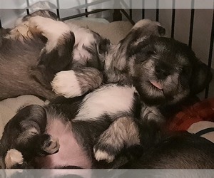 Schnoodle (Miniature)-Unknown Mix Litter for sale in MARYSVILLE, WA, USA