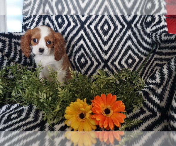 Medium Photo #1 Cavalier King Charles Spaniel Puppy For Sale in WESTCLIFFE, CO, USA
