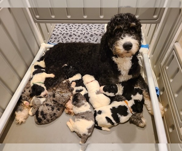 Medium Photo #1 Bernedoodle Puppy For Sale in SHELBY, NC, USA