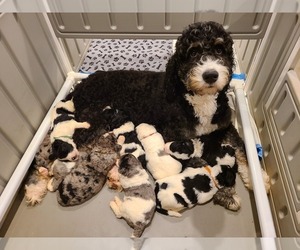Bernedoodle Litter for sale in SHELBY, NC, USA