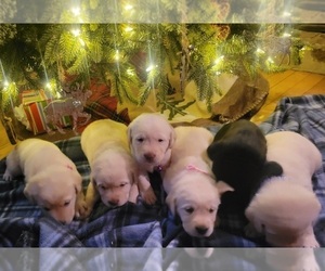 Labrador Retriever Litter for sale in KEESEVILLE, NY, USA