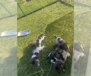 German Shorthaired Pointer Litter for sale in CAMBRIDGE, IL, USA