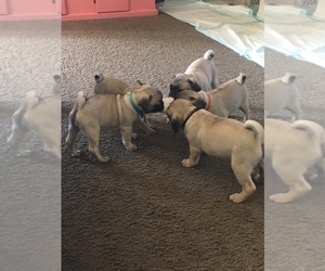 Pug Litter for sale in RIO RANCHO, NM, USA