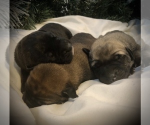 Mastiff Litter for sale in FORT SHAW, MT, USA