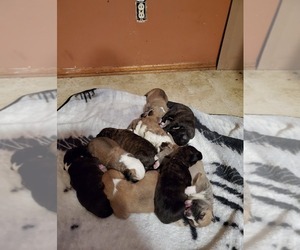 German Shepherd Dog-Old English Sheepdog Mix Litter for sale in WICHITA, KS, USA