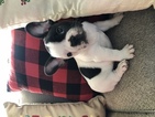 View Ad: French Bulldog Litter of Puppies for Sale near ...