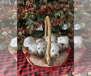 West Highland White Terrier Litter for sale in PITTSFORD, MI, USA