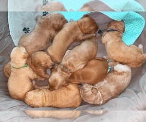 Goldendoodle Litter for sale in NEWTON, GA, USA