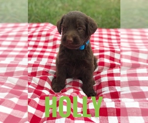 Labradoodle Litter for sale in BOWLING GREEN, KY, USA