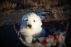 Small Photo #1 Great Pyrenees Puppy For Sale in PAYETTE, ID, USA