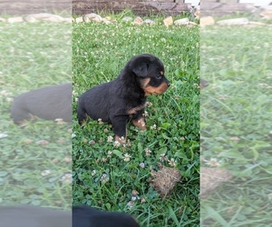 Rottweiler Litter for sale in MANNS CHOICE, PA, USA