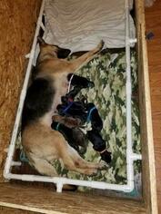 Golden Shepherd Litter for sale in WAUSEON, OH, USA