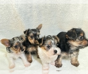 Yorkshire Terrier Litter for sale in RALEIGH, NC, USA