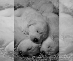 Great Pyrenees Litter for sale in GATE CITY, VA, USA