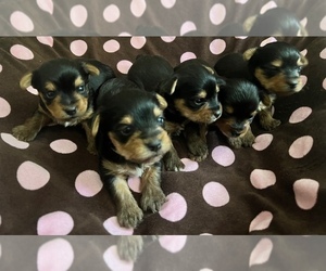 Yorkshire Terrier Litter for sale in JEFFERSON, TX, USA