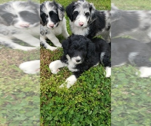 Aussiedoodle-Poodle (Standard) Mix Litter for sale in DOWELLTOWN, TN, USA