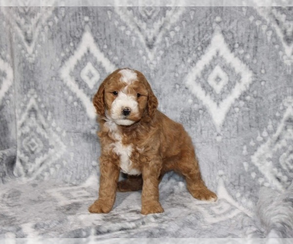 Medium Photo #1 Goldendoodle (Miniature) Puppy For Sale in WOLCOTTVILLE, IN, USA