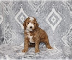 Small Photo #1 Goldendoodle (Miniature) Puppy For Sale in WOLCOTTVILLE, IN, USA