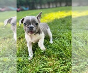 French Bulldog Litter for sale in BETHPAGE, NY, USA