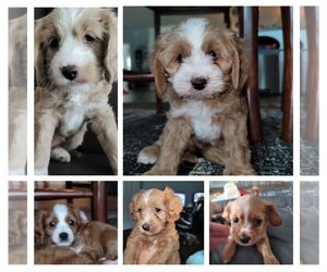 Cavapoo-Cockapoo Mix Litter for sale in HIGH SPRINGS, FL, USA