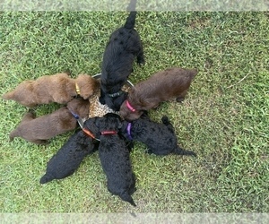 Labradoodle Litter for sale in MEMPHIS, TN, USA
