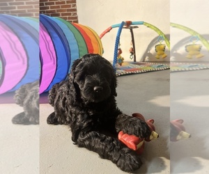 Australian Labradoodle Litter for sale in PORTLAND, OR, USA