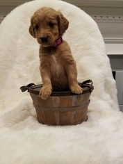 Goldendoodle Litter for sale in FISHERS, IN, USA
