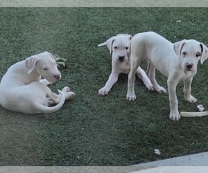 Dogo Argentino Litter for sale in PHOENIX, AZ, USA