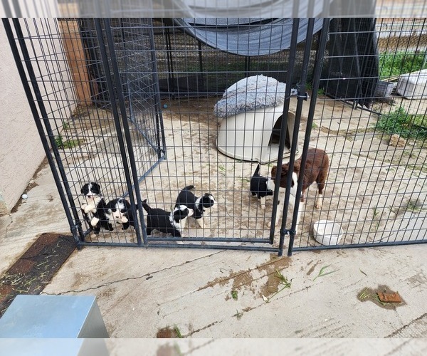 Medium Photo #1 Border Collie Puppy For Sale in HILMAR, CA, USA